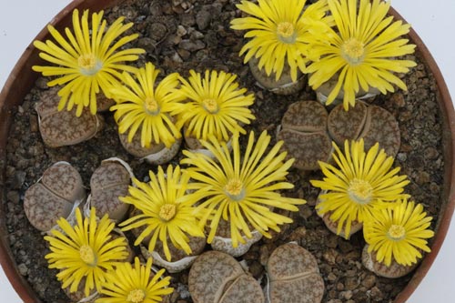 Lithops pseudotruncatella ssp. pseudotruncatella v. pseudotruncatella C067 img_02983