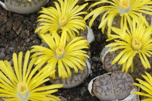 Lithops pseudotruncatella ssp. pseudotruncatella v. pseudotruncatella C067 img_02988