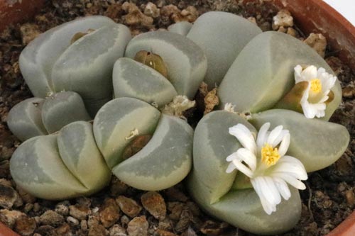 Lithops optica img_05716