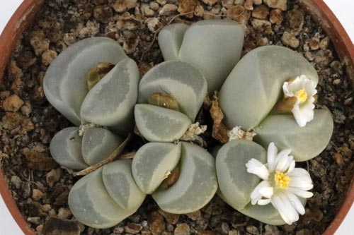Lithops optica img_05718