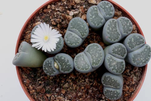 Lithops salicola img_06477