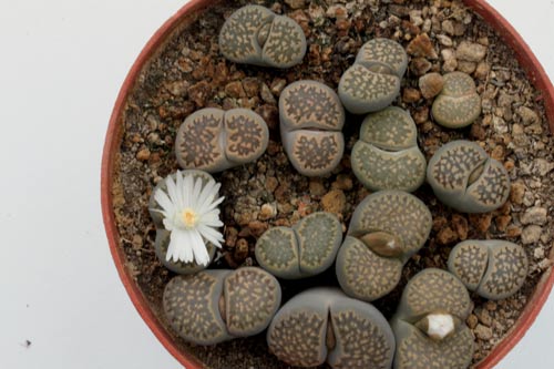 Lithops salicola v. reticulata img_06479