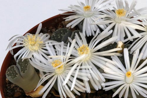 Lithops salicola img_05712