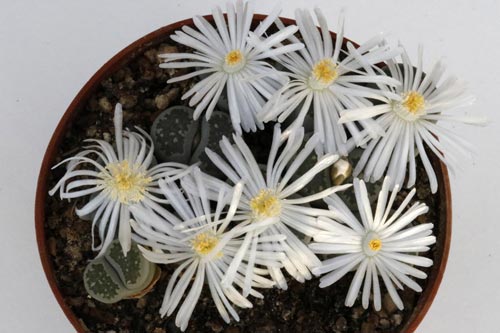 Lithops salicola img_05714