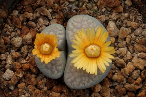 Lithops verruculosa v. glabra C160 TL img_06506