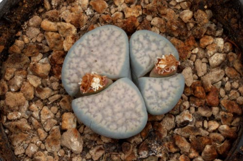 Lithops verruculosa v. glabra C160 TL img_07361