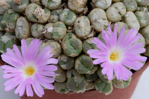 Conophytum ectypum ssp ectypum img_05403