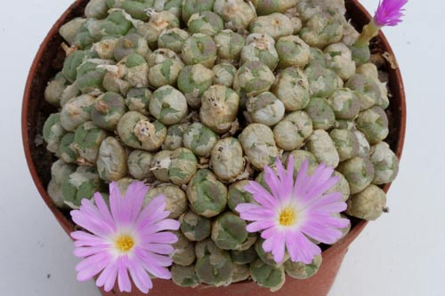 Conophytum ectypum ssp ectypum img_05404