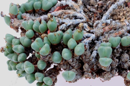 Conophytum cordatum img_07318