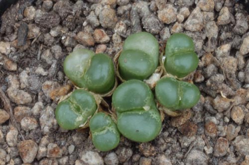 Conophytum limpidum img_07335