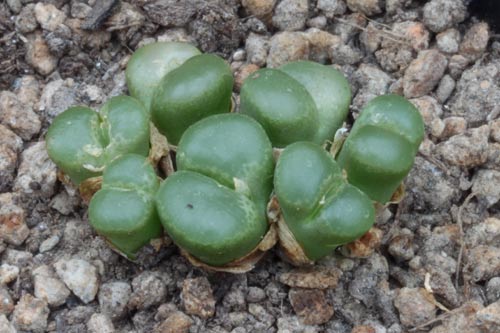 Conophytum limpidum img_07336