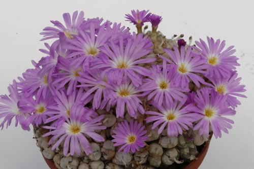 Conophytum ectypum ssp ectypum img_04509