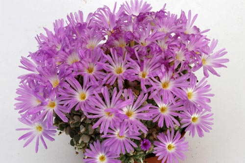 Conophytum ectypum ssp ectypum img_04593