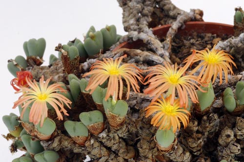 Conophytum cordatum img_04640