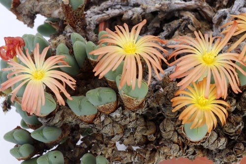 Conophytum cordatum img_04643