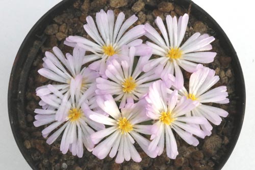 Conophytum limpidum img_05688