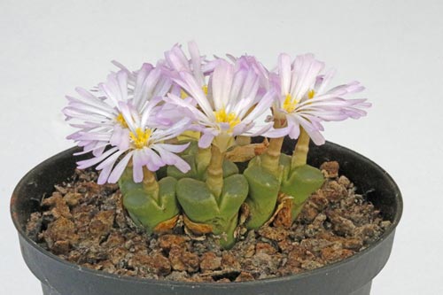 Conophytum limpidum img_05689