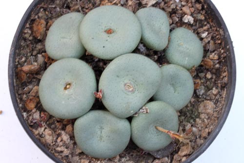 Conophytum maximum LAV1208 img_07315