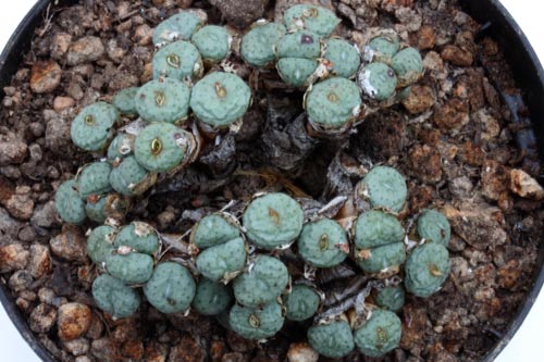 Conophytum minutum img_07338