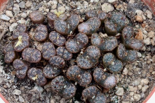 Conophytum pellucidum LAV26802 img_07342