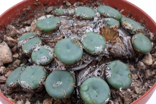 Conophytum pearsonii HH5146 img_07345