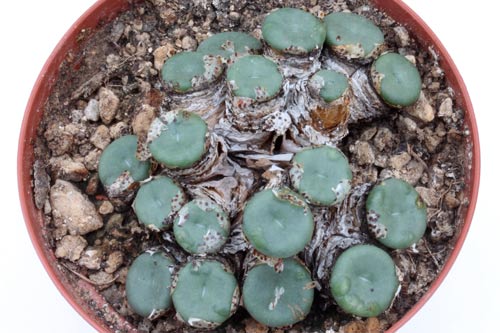 Conophytum pearsonii HH5146 img_07346