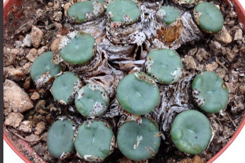 Conophytum pearsonii HH5146 img_07348