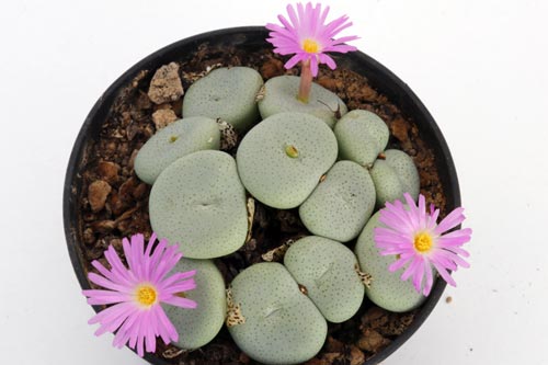 Conophytum maximum LAV1208 img_04608