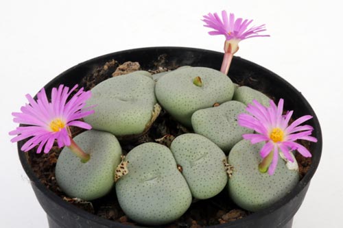 Conophytum maximum LAV1208 img_04610
