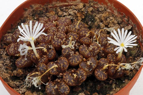 Conophytum pellucidum LAV26802 img_04613