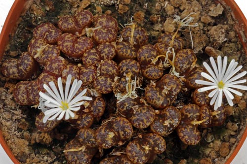 Conophytum pellucidum LAV26802 img_04617