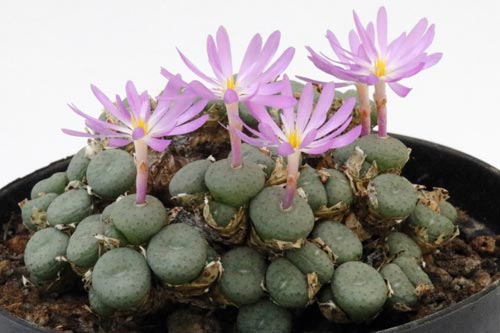 Conophytum minutum img_05691