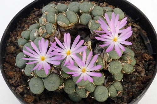 Conophytum minutum img_05692