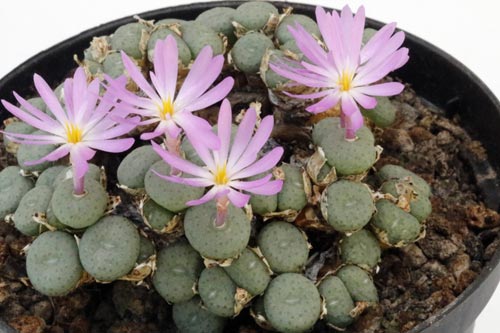 Conophytum minutum img_05693