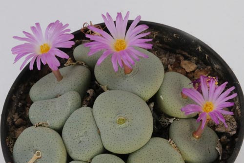 Conophytum maximum LAV1208 img_05696