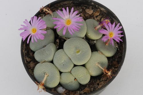 Conophytum maximum LAV1208 img_05698