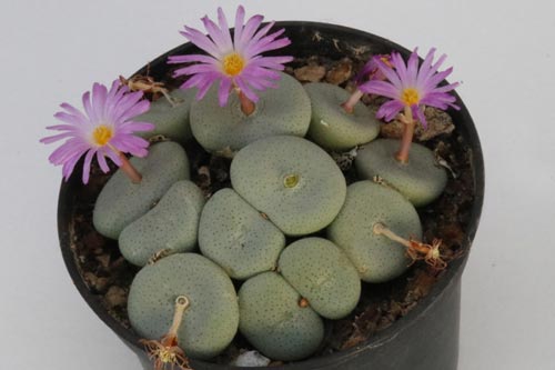 Conophytum maximum LAV1208 img_05700