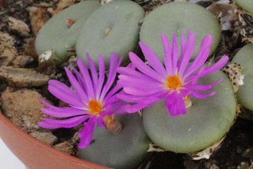 Conophytum pearsonii HH5146 img_05702