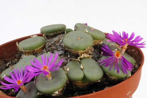 Conophytum pearsonii HH5146 img_05703