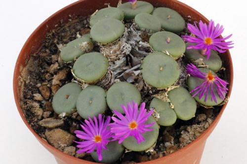 Conophytum pearsonii HH5146 img_05706