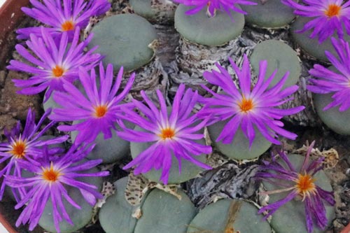 Conophytum pearsonii HH5146 img_05873