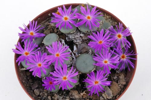 Conophytum pearsonii HH5146 img_05876