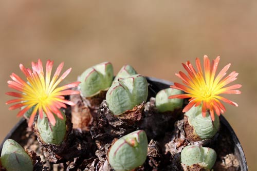 Conophytum violaciflorum RR1108 img_05207