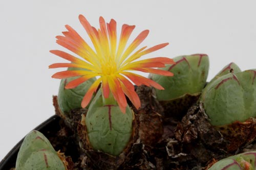 Conophytum violaciflorum RR1108 img_05212