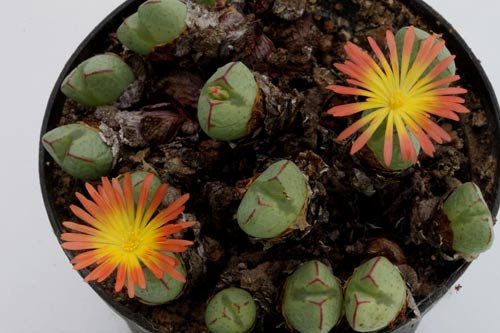 Conophytum violaciflorum RR1108 img_05216