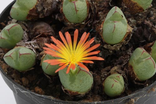 Conophytum violaciflorum RR1108 img_05218