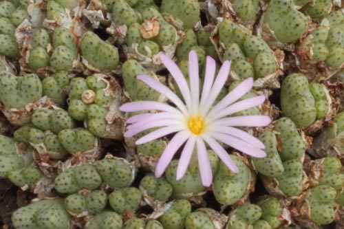 Conophytum tuntillum ssp elnkokevence SSB 1191 img_05398