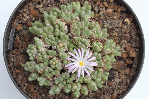 Conophytum tuntillum ssp elnkokevence SSB 1191 img_05400