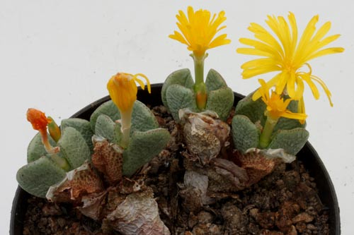 Conophytum taylorianum ssp ernianum img_06485