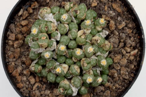 Conophytum sayetunum img_07332